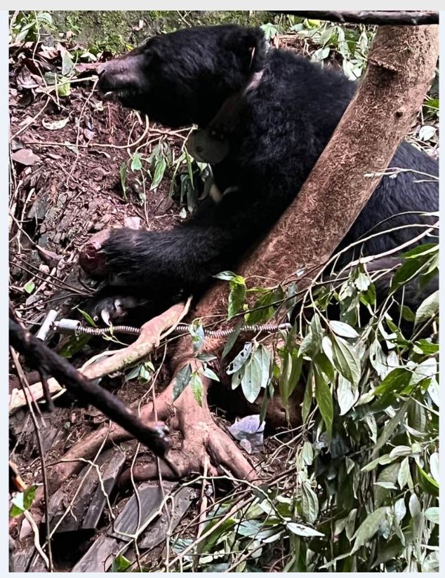 1110921南投地檢偵辦臺灣黑熊遭獵殺案偵查終結提起公訴(照片2)